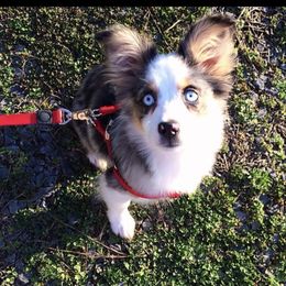 Aussiedoodles, Australian Shepherds, and Toy Australian Shepherds from Circle B Farms