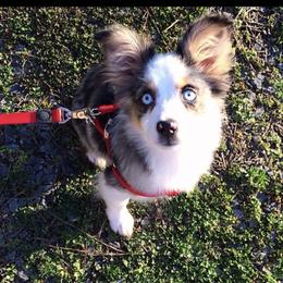 Aussiedoodles, Australian Shepherds, and Toy Australian Shepherds from Circle B Farms