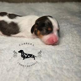 Snooki - Piebald female Dachshund puppy in Modesto, California from Cabrera Family Kennels
