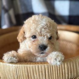 Check - Apricot male Maltipoo puppy in Wendell, North Carolina from Teddys Teddy Bears