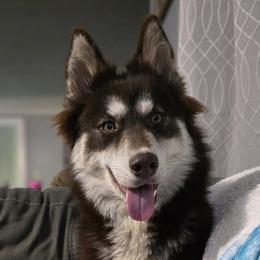 SCARLET - Siberian Husky
