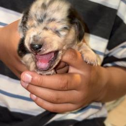 Dachshund Puppies from Dreamy Creamies