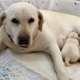 Ava Marie - Labrador Retriever