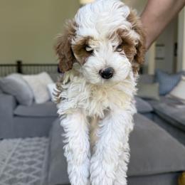 Cavapoo Puppies from Rosie’s Pups