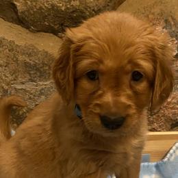 Blue - Golden Retriever puppy in Cheyenne, Wyoming from Flying Gold Kennel