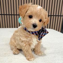 Acorn - Apricot male Maltipoo puppy in Spring, Texas from GlamPaw Maltipoos