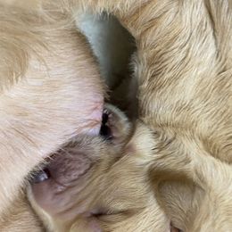 Australian Labradoodle Puppies from Salona Australian Labradoodles