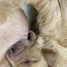 Australian Labradoodle Puppies from Salona Australian Labradoodles