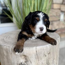 Vale - Tri-color male Bernedoodle puppy in Syracuse, Utah from Redrockbernedoodles