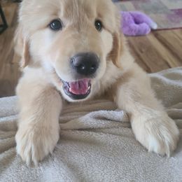 Golden Retriever Puppies from Meirzah Golden Retrievers