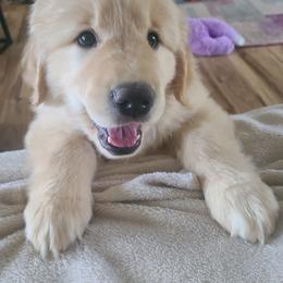 Golden Retriever Puppies from Meirzah Golden Retrievers