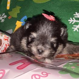 Black and tan female - Black and tan female Pomeranian puppy in Fayetteville, North Carolina from Tar-heel Poms
