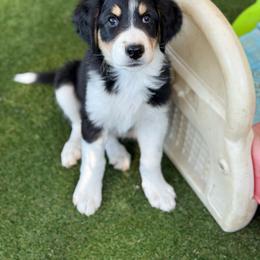 Jimmy Angelov - Black tri-color male Aussiedoodle puppy in Peyton, Colorado from Colorful Colorado Aussiedoodles