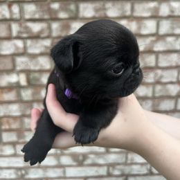 Morticia - Black female Pug puppy in Bethel, Ohio from House of Briggs Pugs