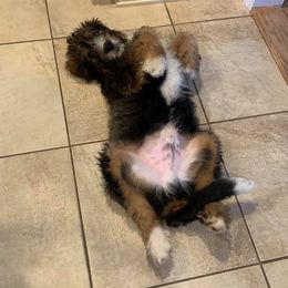 Bernedoodle All Grown Up from Walnut Hollow Kennels