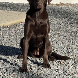 Dena JH - Labrador Retriever