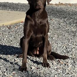 Dena JH - Labrador Retriever