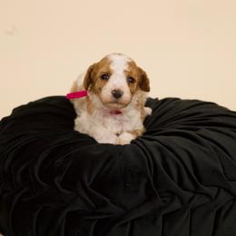 Princess - Parti female Poodle puppy in Los Angeles, California from Exquisite Doodles