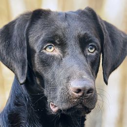 Labrador Retrievers from G&L Southern Bred Labradors