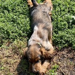 English Springer Spaniel Puppies from Yellowstone Springers