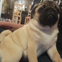 Rush - Pug puppy from Peak Bullies and Pugs SC
