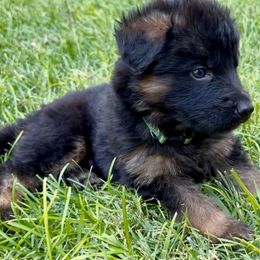 ANAKIN - Green Collar Male - Black and red male German Shepherd puppy in Paso Robles, California from Central Coast German Shepherds