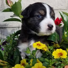 Australian Shepherd Puppies from Crystal Peak Australian Shepherds
