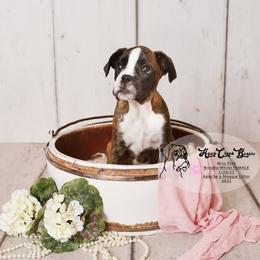 Boxer Puppies from Hawk Creek Boxers