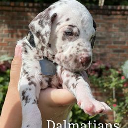 Dalmatian Puppies from Louisiana Roux Dalmatians