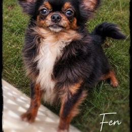 Fen - Chihuahua