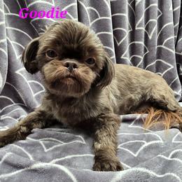 Shih Tzu puppies from Garrard Creek Shih Tzus