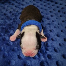 Blue Ribbon Male - Black and white male Boston Terrier puppy in Cedar Hill, Texas from Baldwins Boston Terriers