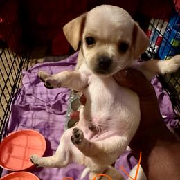 Chihuahua - Cream and white male Chihuahua puppy in Pittsburgh, Pennsylvania from Pittsburgh Paw Prints