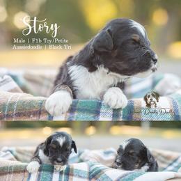 Story - Black tri-color male Aussiedoodle puppy in Roebuck, South Carolina from Dani's Dandy Doodles