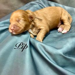 Pip - Red  male Goldendoodle puppy in Gilbert, Arizona from Gilbert Az Doodles