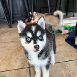 Celeste - Black and white female Pomsky puppy in Valparaiso, Indiana from Valparaiso Pomskys