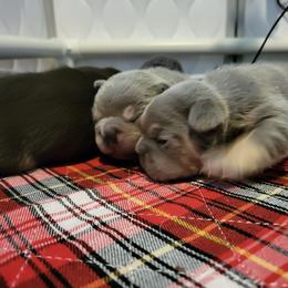 French Bulldog Puppies from Top Billin' Frenchies