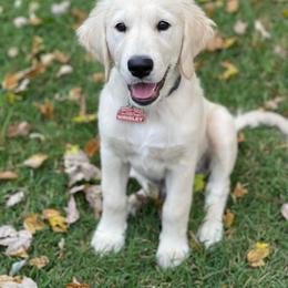 Golden Retriever and Pembroke Welsh Corgi Puppies from Rose n’ Thistle Farm