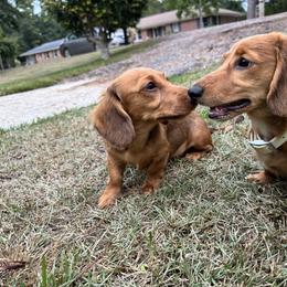 Dachshund Puppies from Sweet Home Alabama Dachshunds