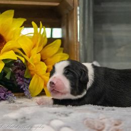 Miniature American Shepherd Puppies from Kubes Mini Aussies