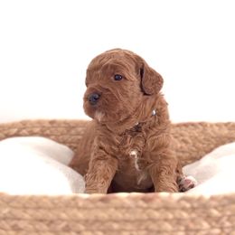Goldendoodle Puppies from Indy Goldendoodles