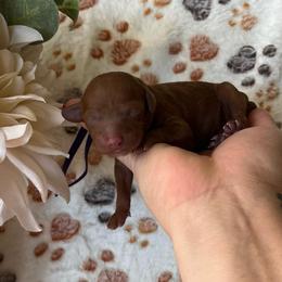Velma - Red  female Poodle puppy in Calimesa, California from Teakwood Poodles of SoCal