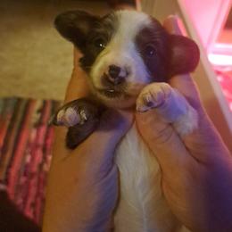 3750...Cruella black and tan dapple pie - Piebald female Dachshund puppy in Winter Haven, Florida from Gateway 2 Little Paws