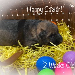 German Shepherd Puppies from Stonewick German Shepherds