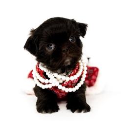 Daphne - Liver female Shih Tzu puppy in League City, Texas from Divine Pups