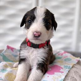 Shillelagh - Brown and white female Sheepadoodle puppy in Rocky Point, North Carolina from CelticDoods