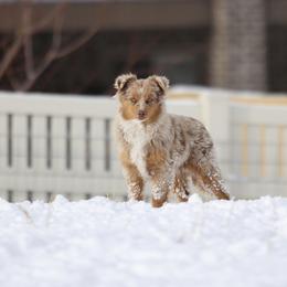 Australian Shepherd, Miniature American Shepherd, Miniature Australian Shepherd, and Toy Australian Shepherd Puppies from Painted Blue Aussies