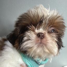 Oracle - Liver and white female Shih Tzu puppy in Russellville, Kentucky from The Patriot Tzu