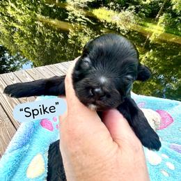 Spike - Black & white male Maltipoo puppy in Coal City, Indiana from Angel Blue Dogs