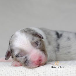 Australian Shepherd Puppies from RemEmber Australian Shepherds